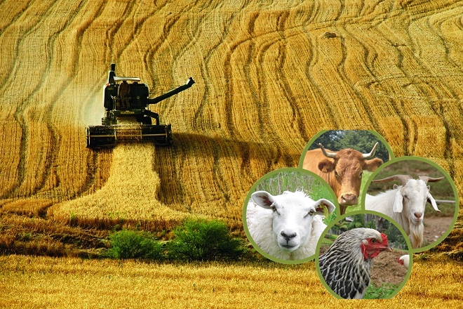 hayvansal ürünler ihracatı